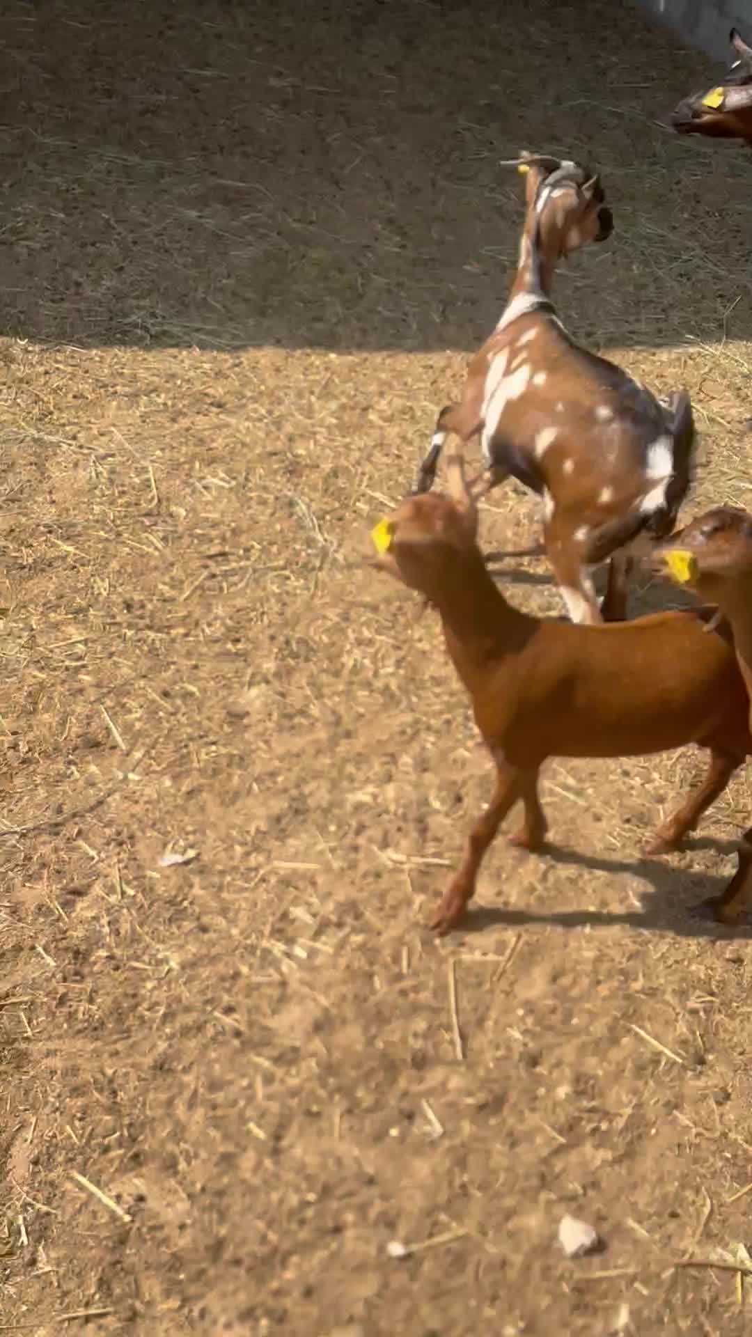 جمد جيشيه - 4