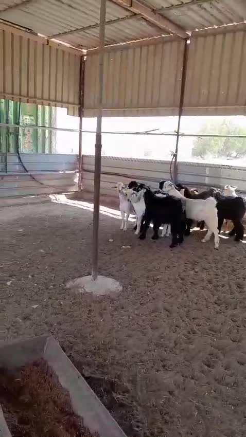 تيوس زبايح - 1