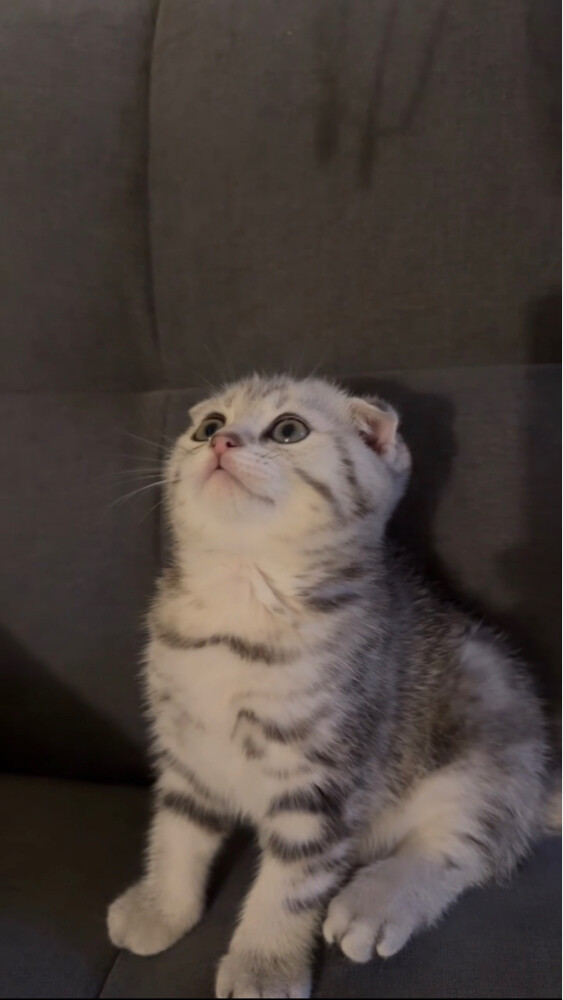 kitten for sale - 5