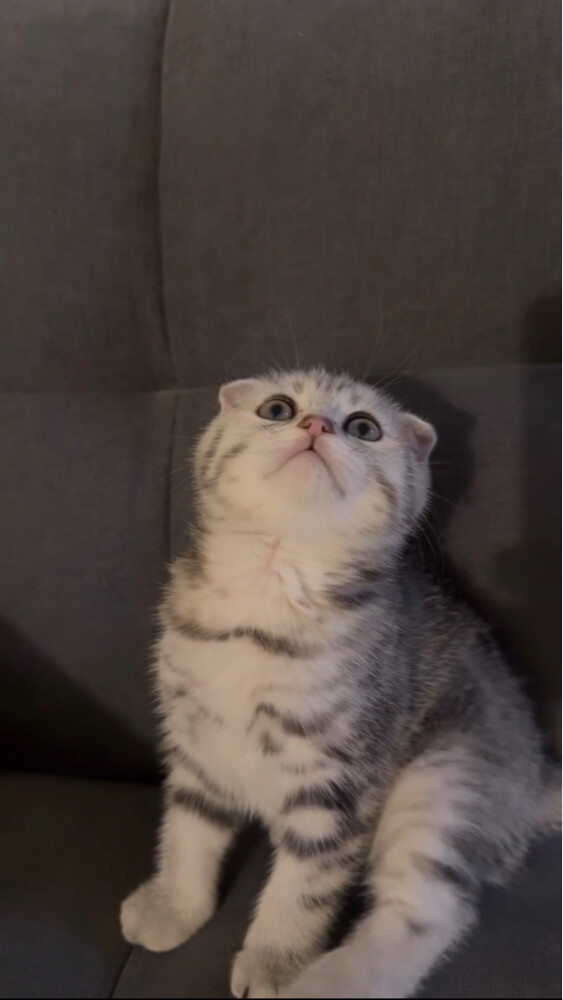 kitten for sale - 3