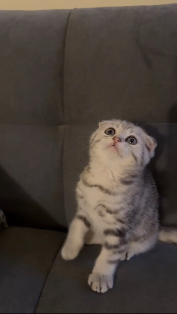 kitten for sale - 4