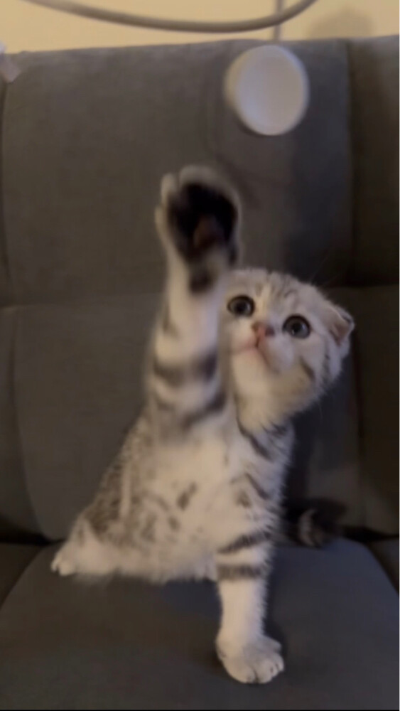 kitten for sale - 6