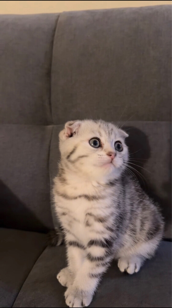 kitten for sale - 7