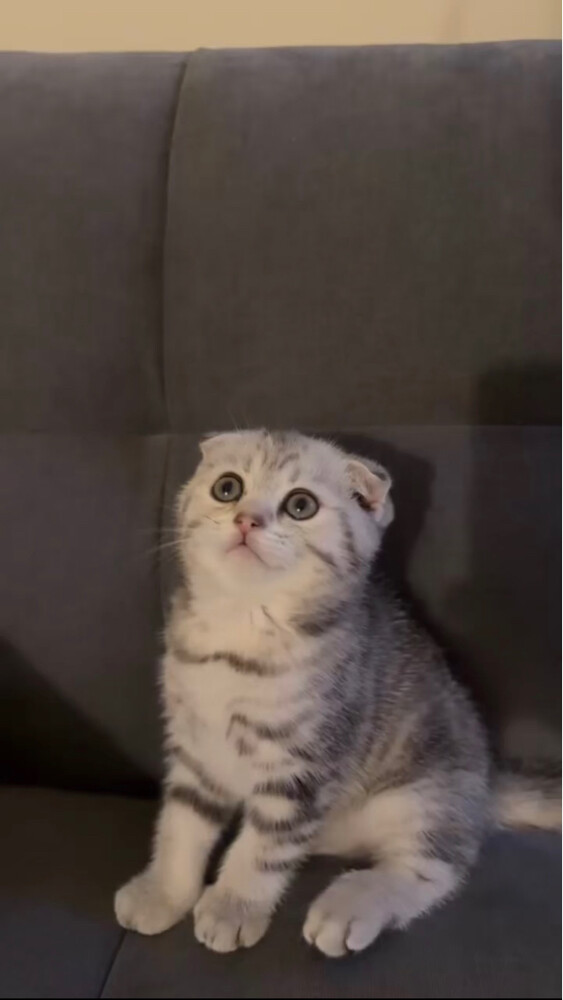 kitten for sale - 2