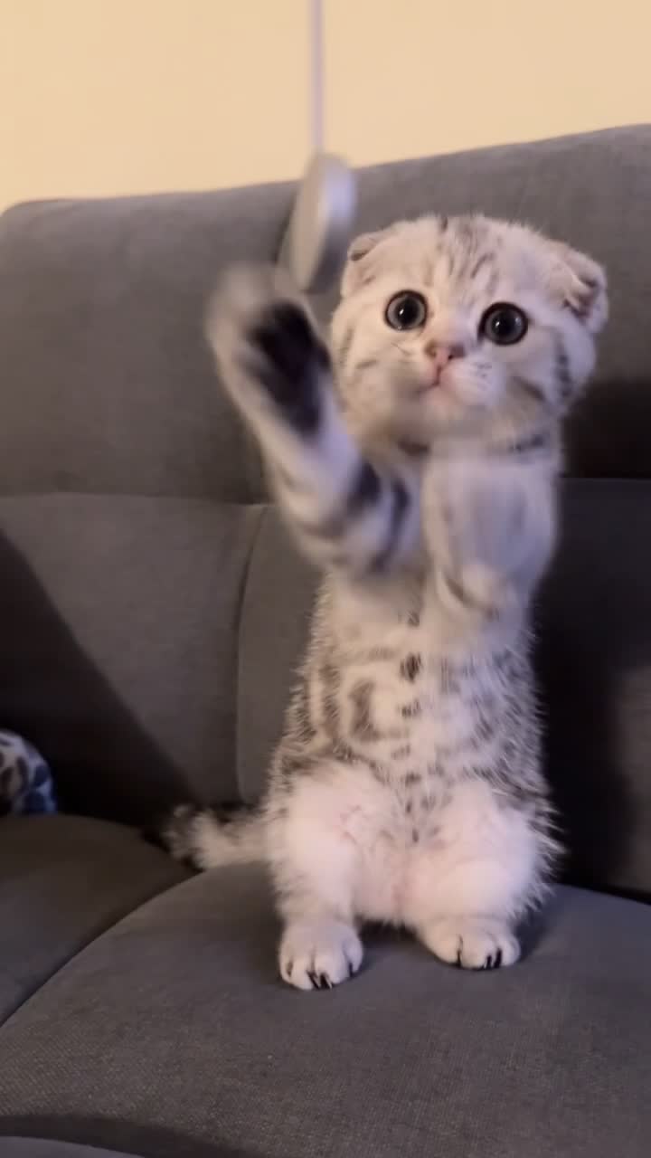kitten for sale - 1