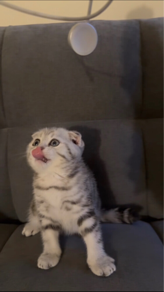 kitten for sale - 8
