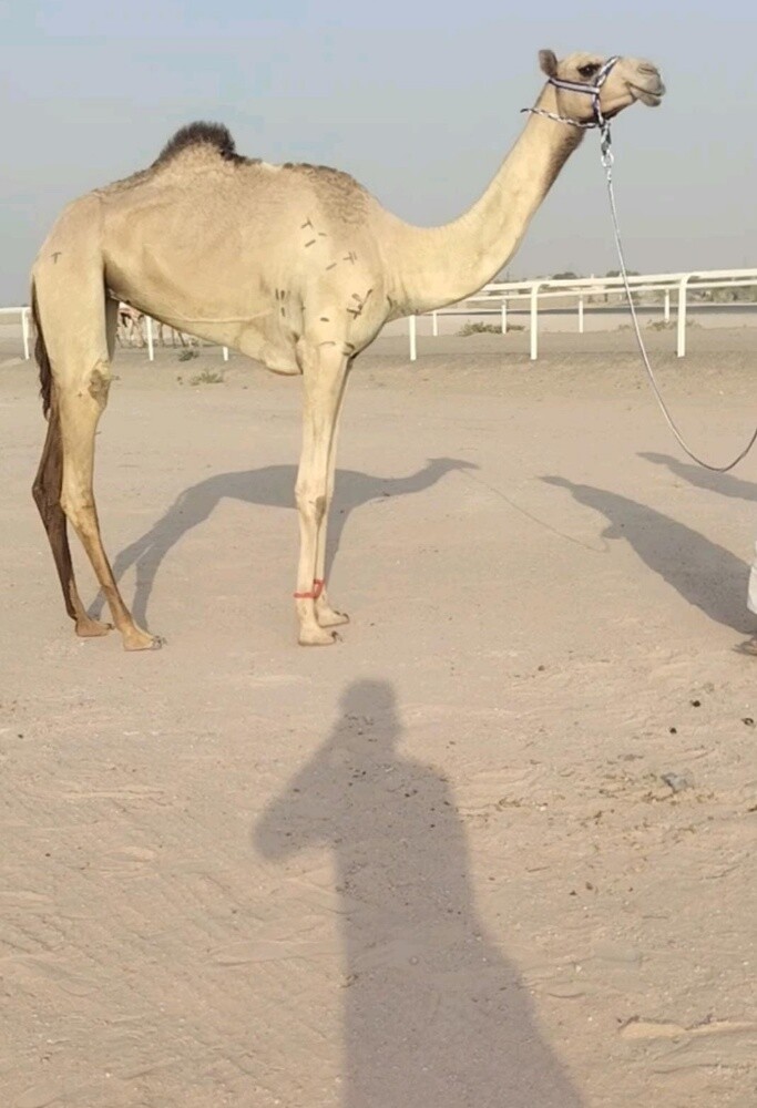 للبيع بكره جدعه - 1