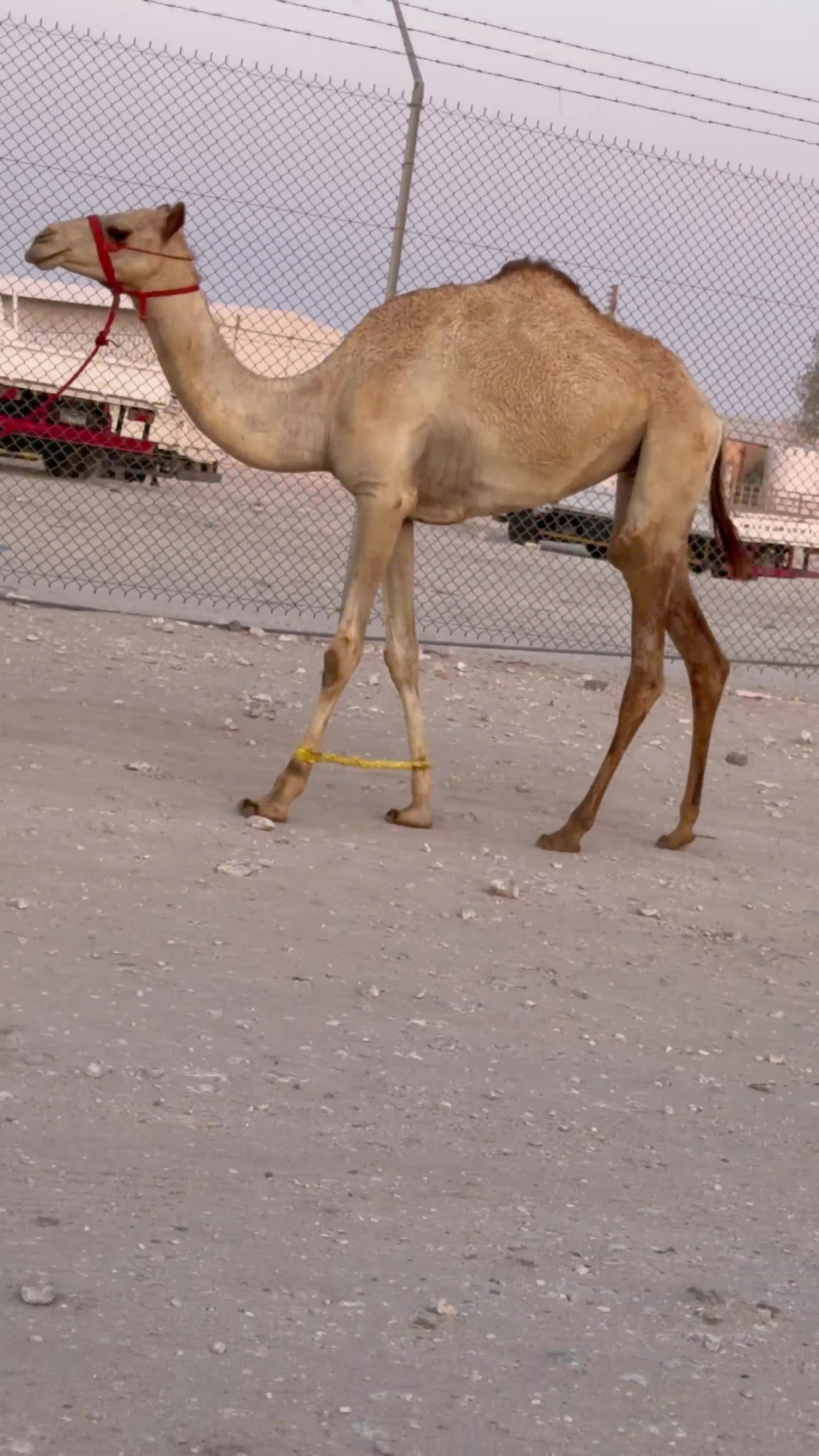 بكره حقه  - 1