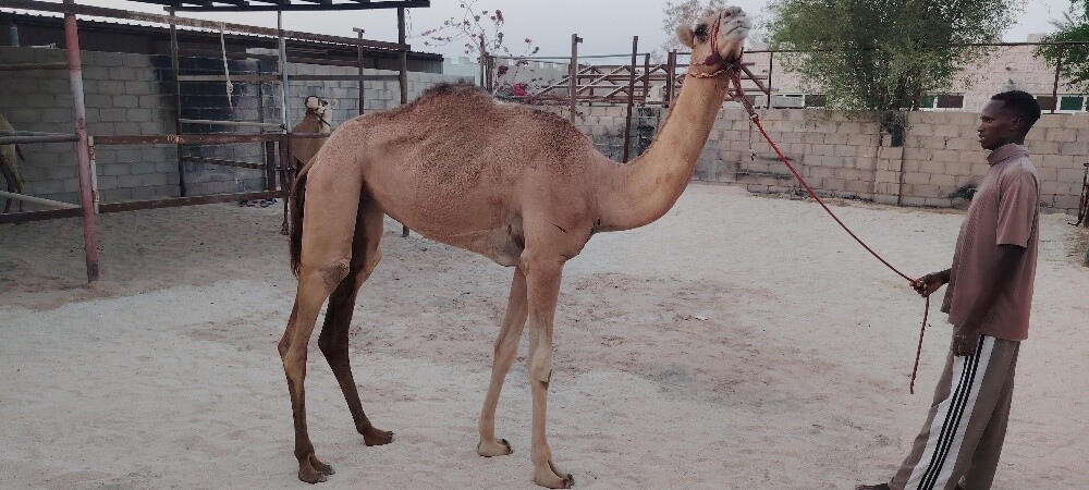 بكرة سابق - 1