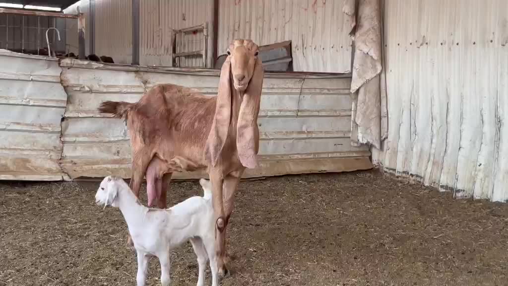 للبيع عنز باكستانيه وليد  - 1