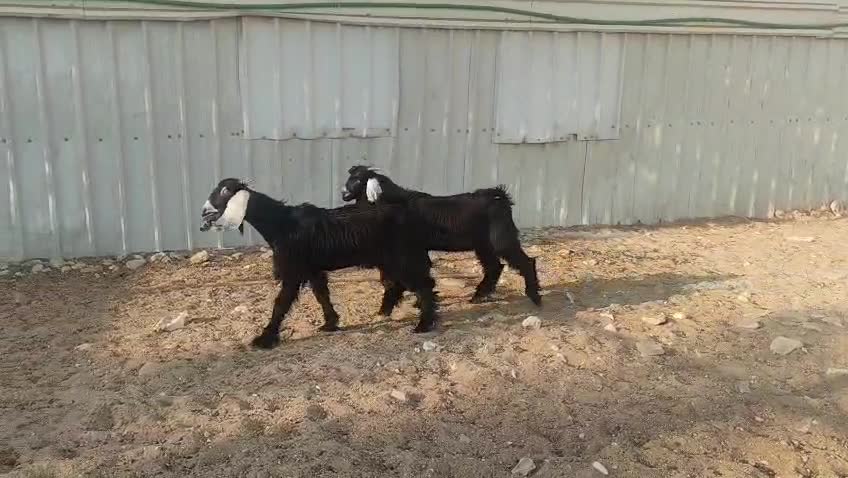 للبيع تيوس عوارض طيبه زبايح سمان - 2