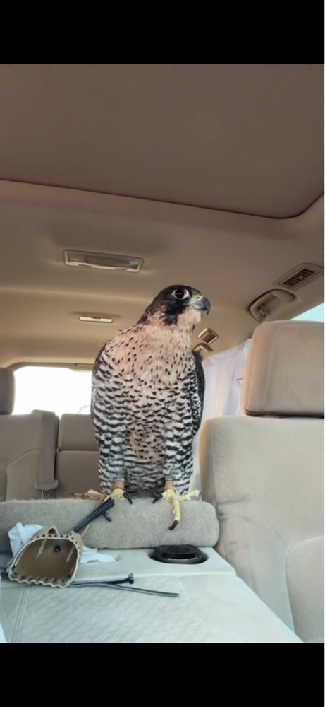 جير شاهين  - 1