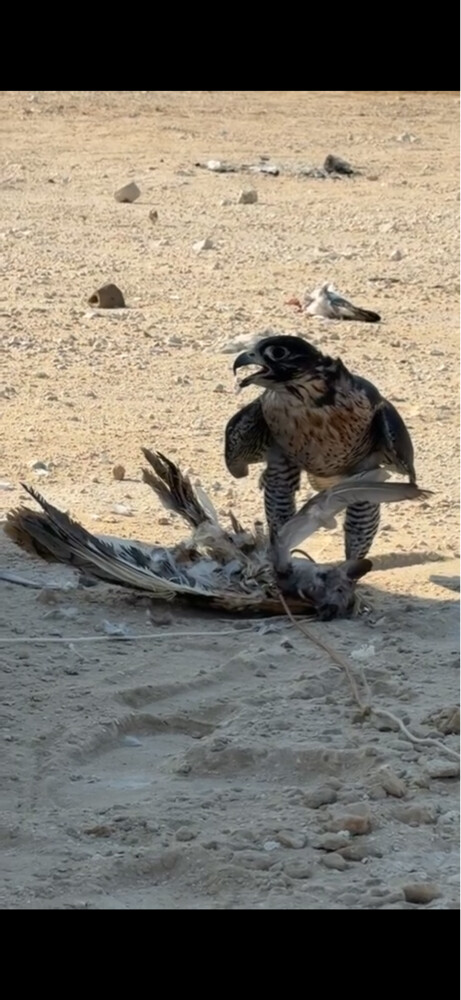 جير شاهين  - 2