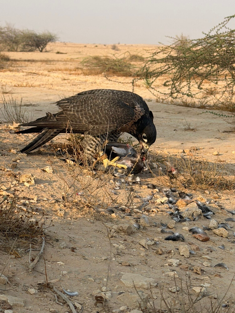 جير شاهين  - 3