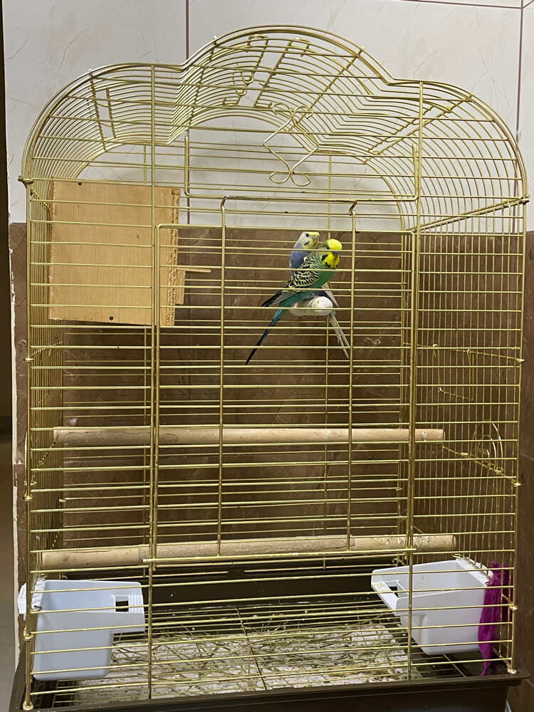badgi - 1