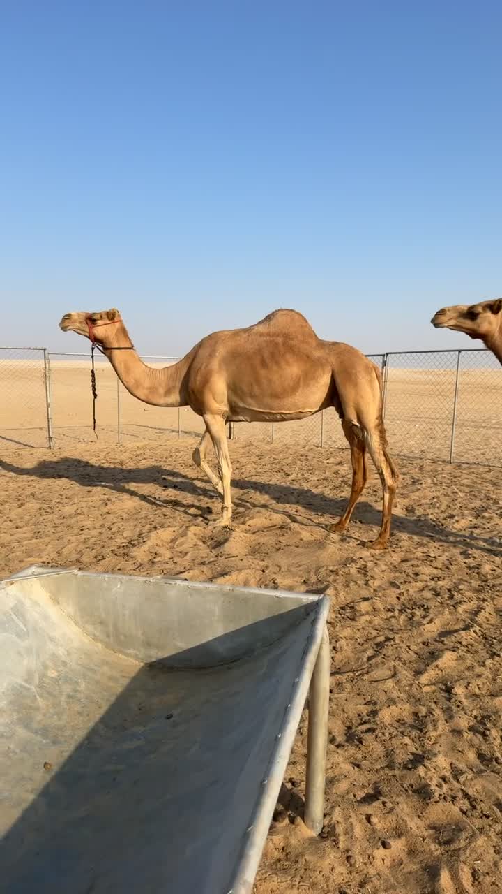 حضانات طيييبه - 1