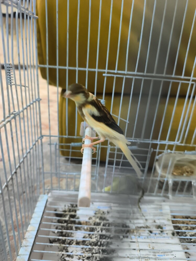 Canary chicks - 1