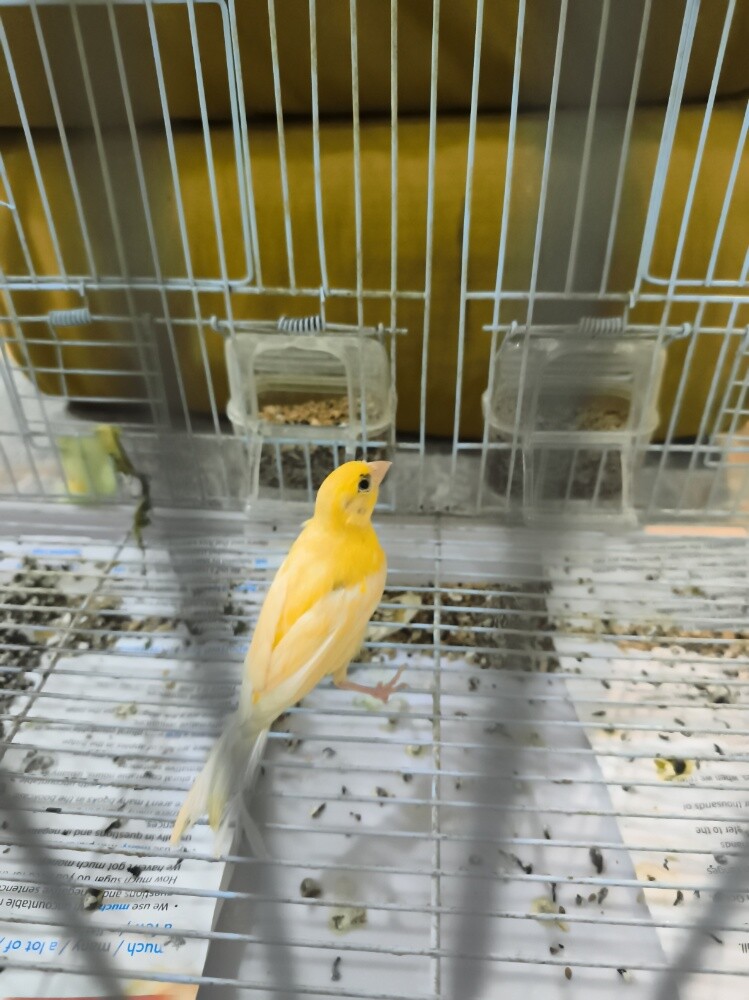 Canary chicks - 2