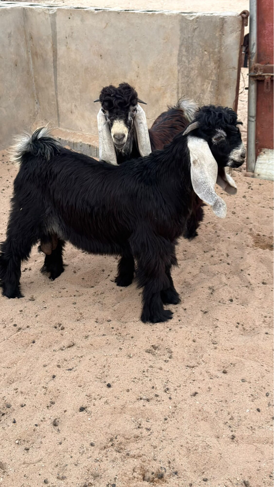 للبيع فحول عوارض صنف - 2