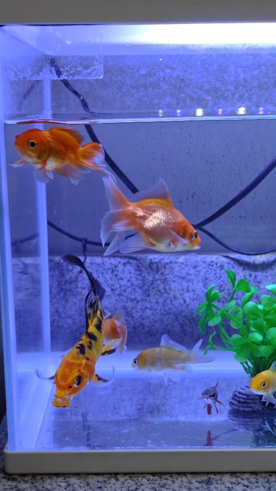 Aquarium with Fish - 4