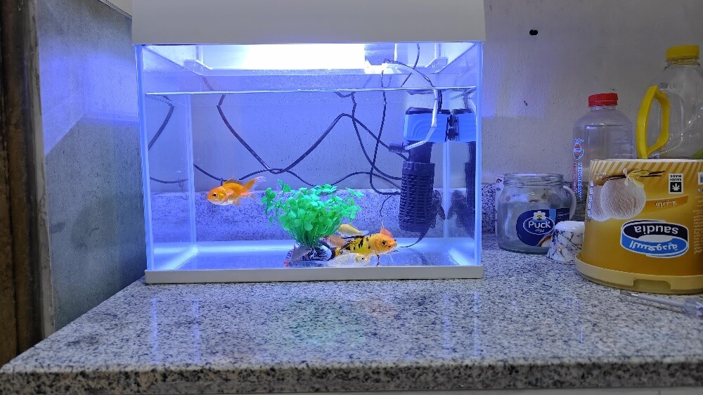 Aquarium with Fish - 1