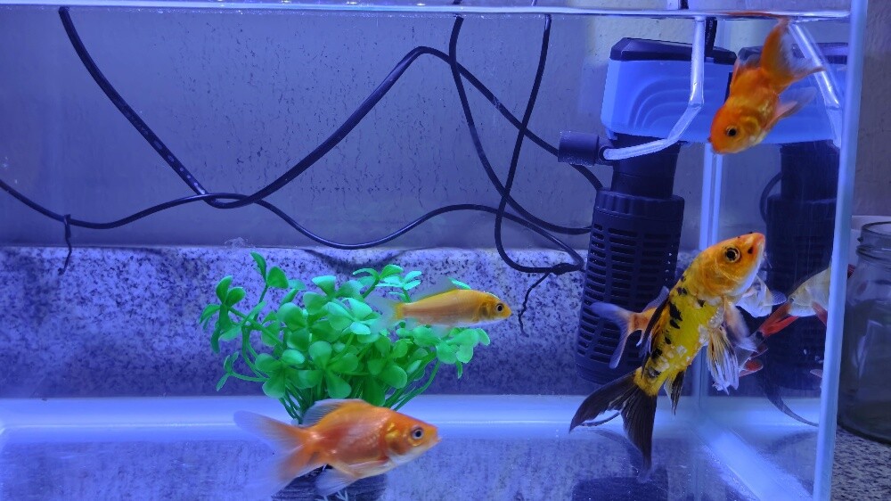 Aquarium with Fish - 8