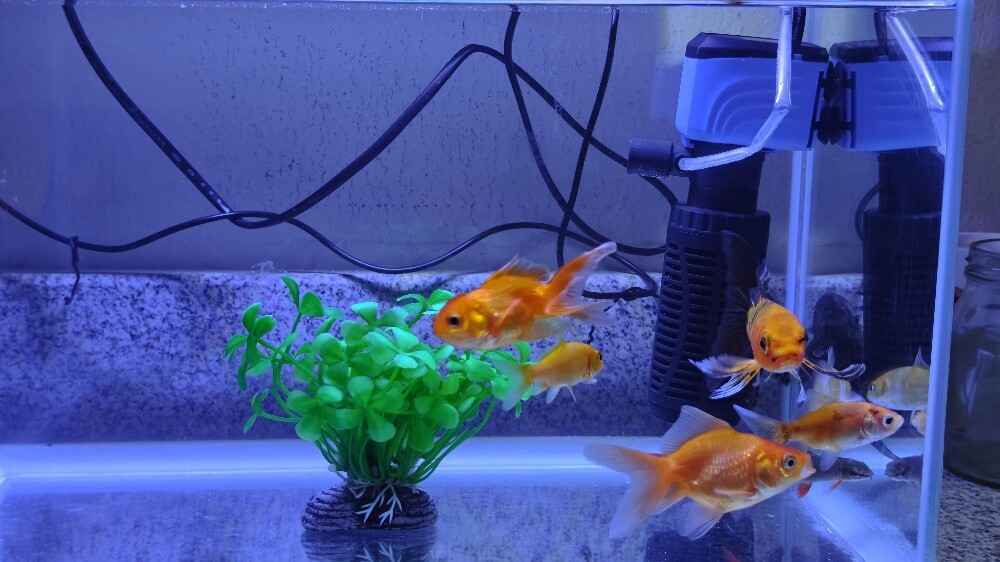 Aquarium with Fish - 7