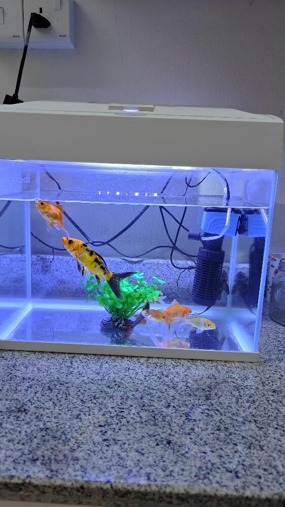 Aquarium with Fish - 2