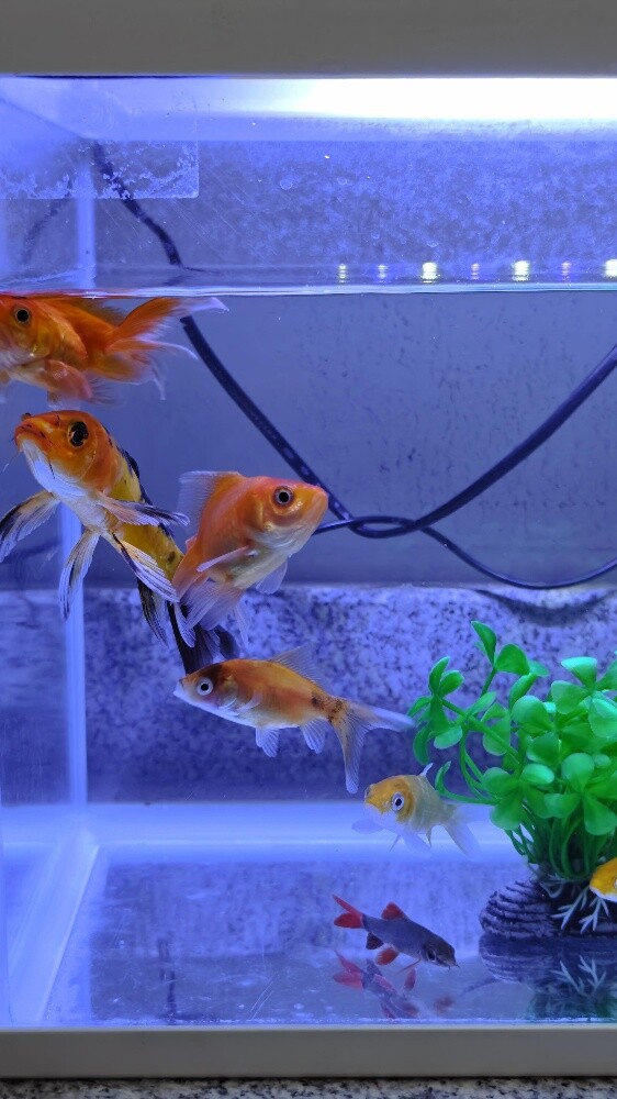 Aquarium with Fish - 5
