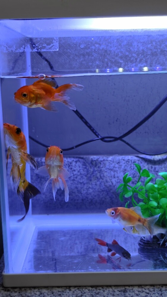 Aquarium with Fish - 3