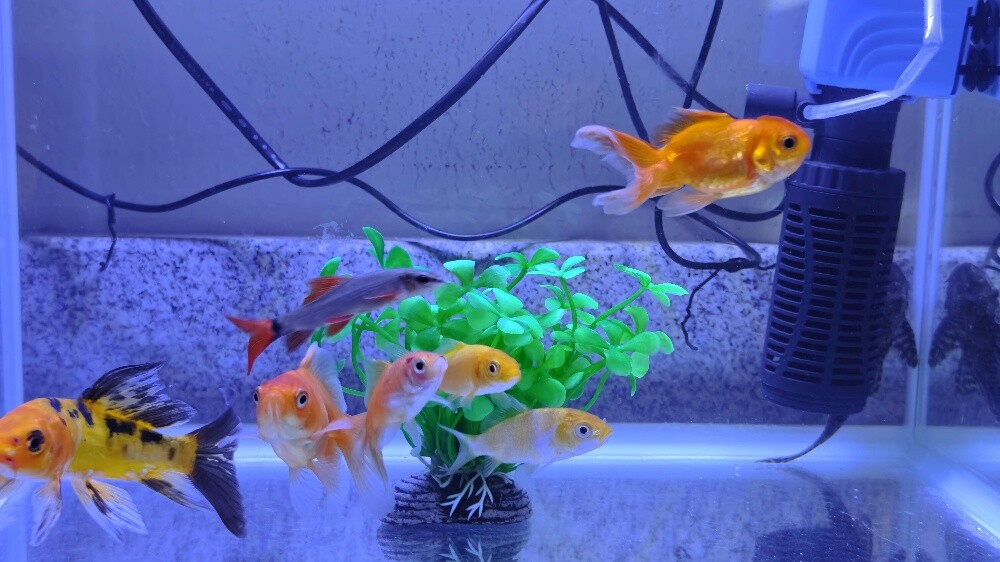 Aquarium with Fish - 6