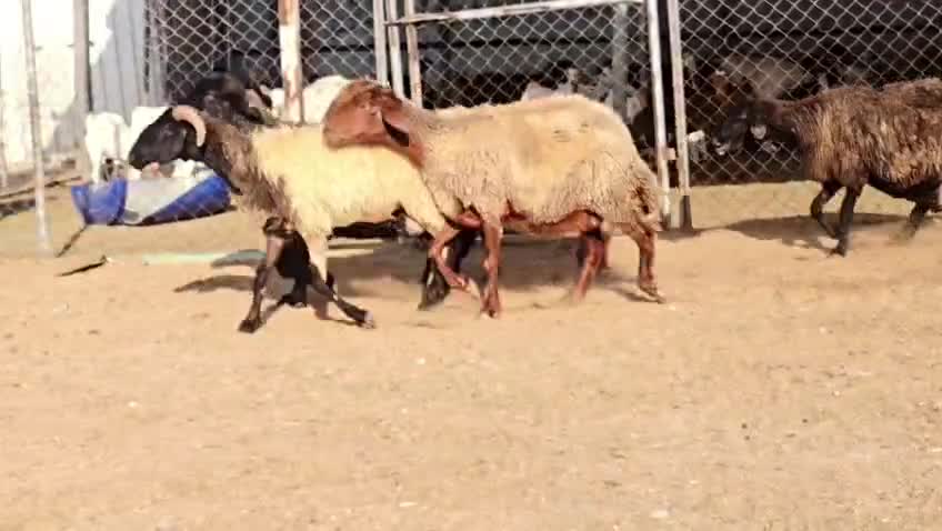 للبيع شوهات سوريه وا عرب طيبه - 1