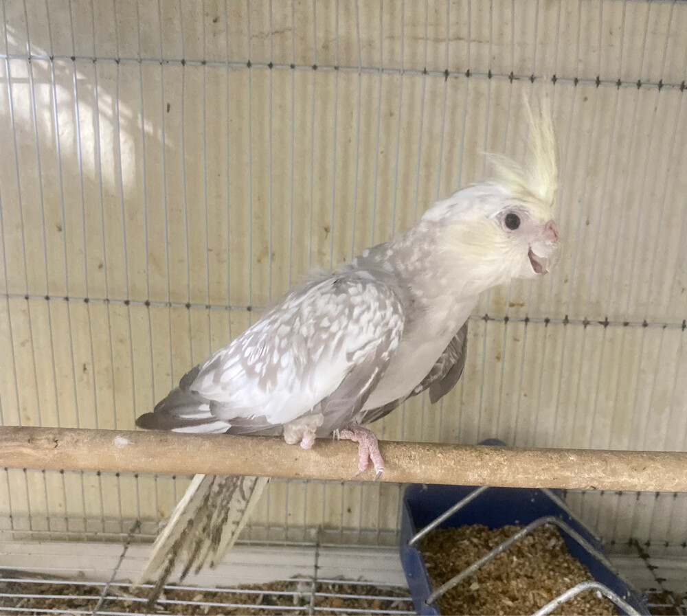 1 cocktail for sale no cage = Qr100 - 2