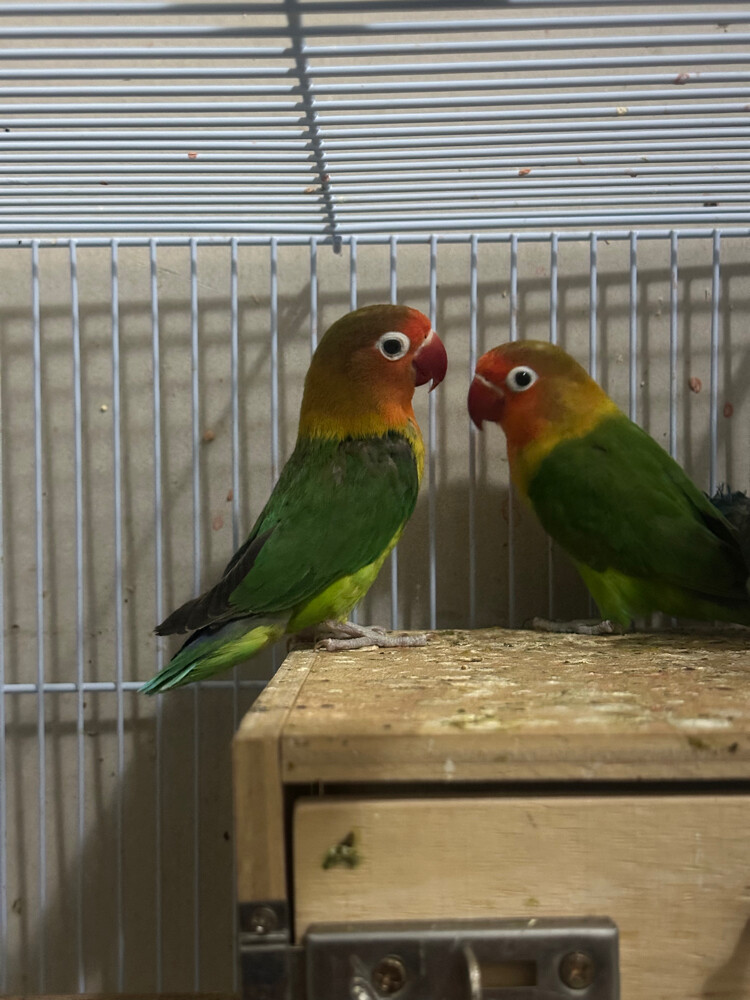 breeder pair with cage - 2