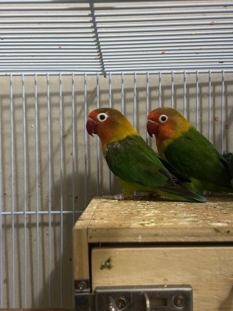 breeder pair with cage - 4