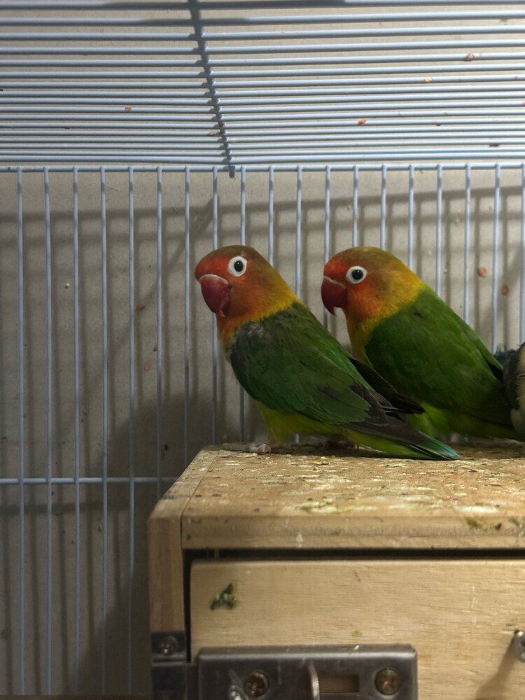 breeder pair with cage - 1