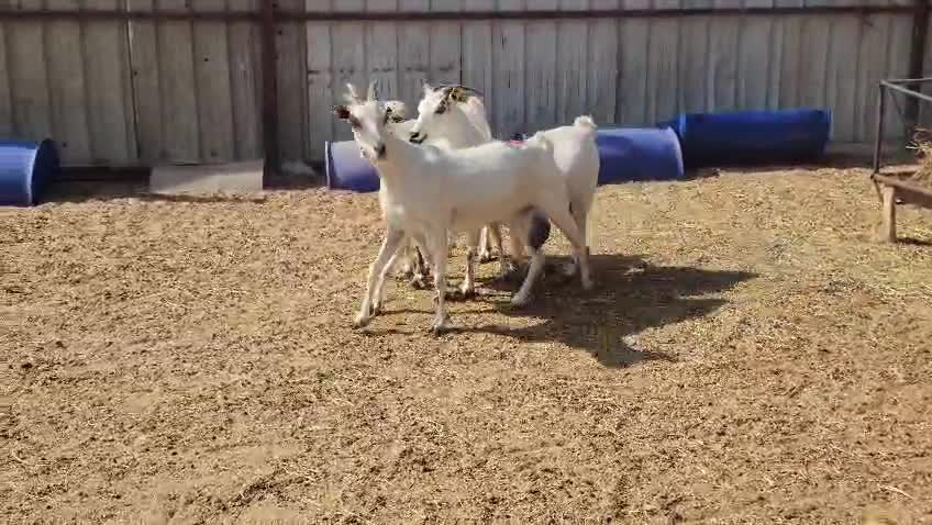 للبيع معزا عمانيات اباكير - 1