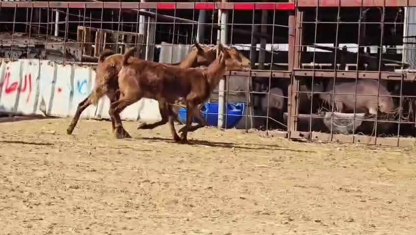 للبيع معزه عمانيات حمر طيبه - 1