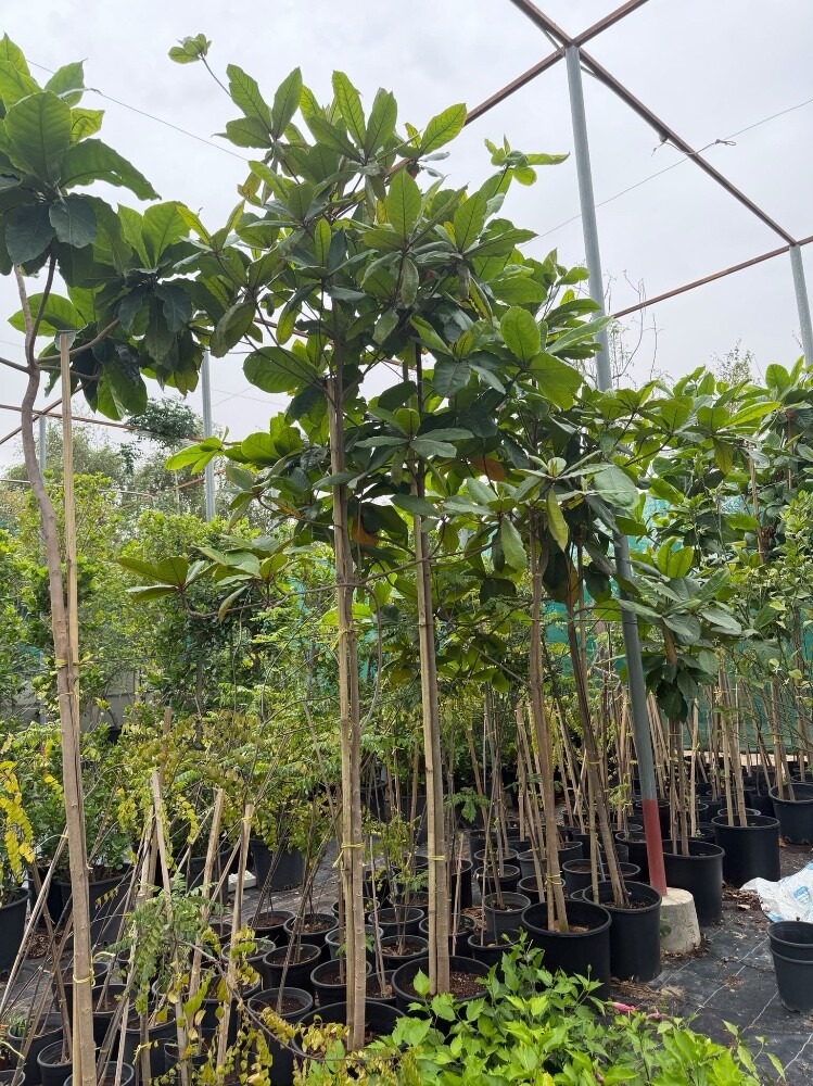 Garden  and new agriculture - 12