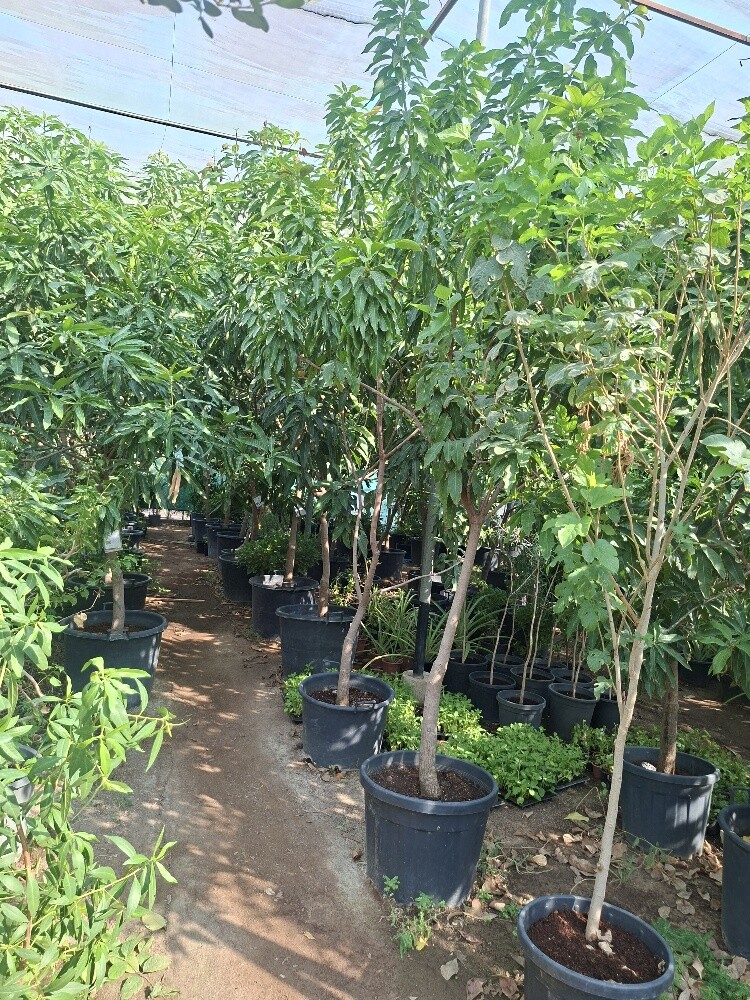 Garden  and new agriculture - 2