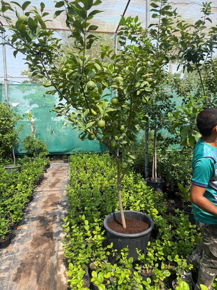 Garden  and new agriculture - 20