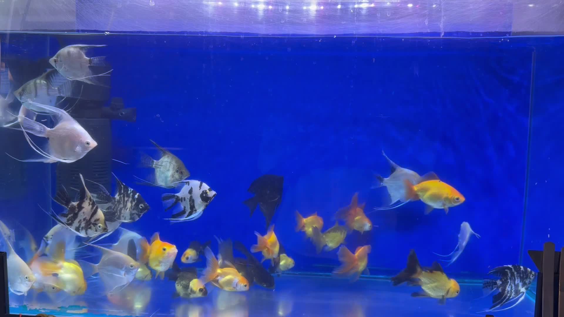 golden fish & angle fish - 1