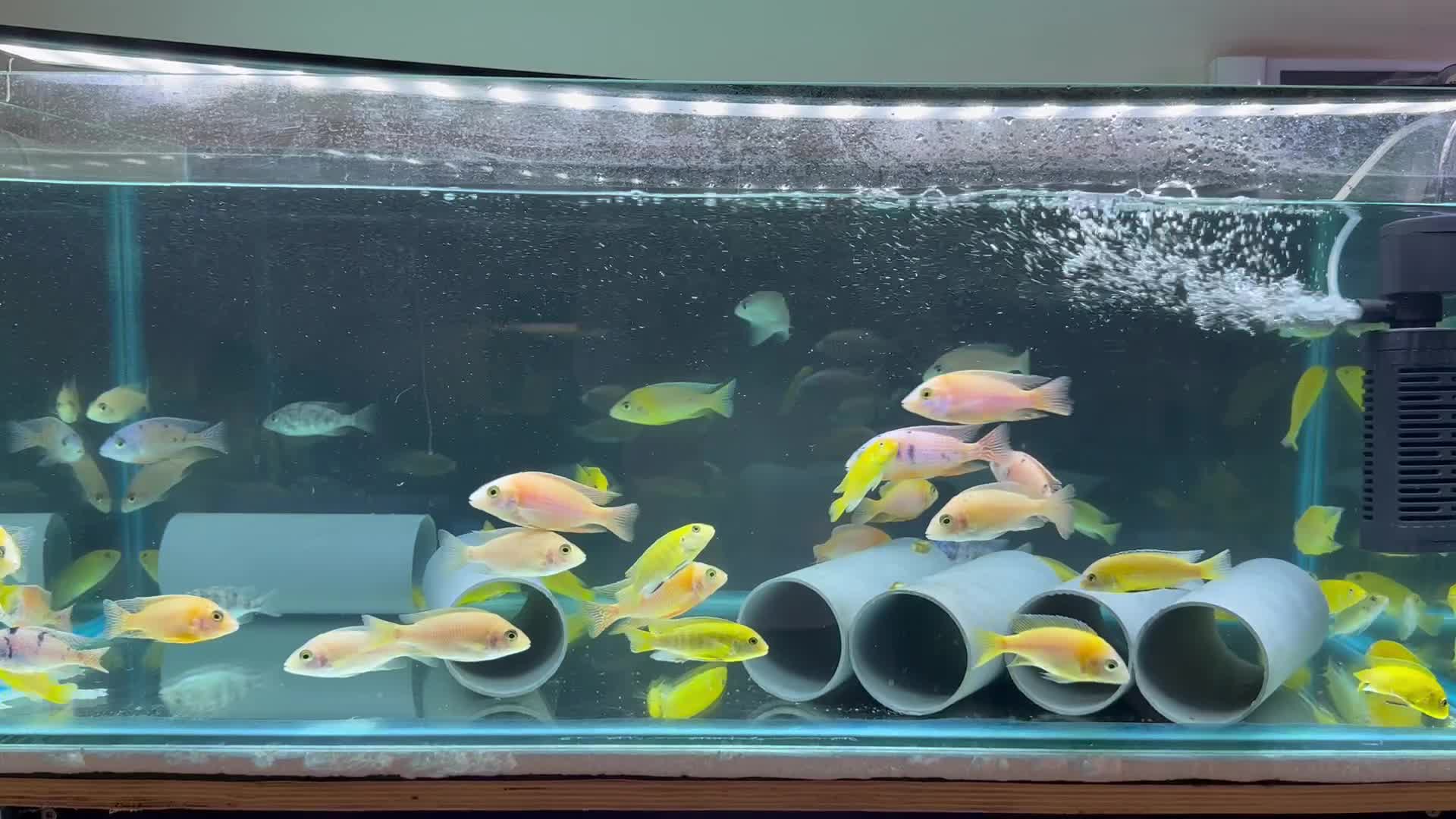 Mbuna and peacock cichilids  - 1