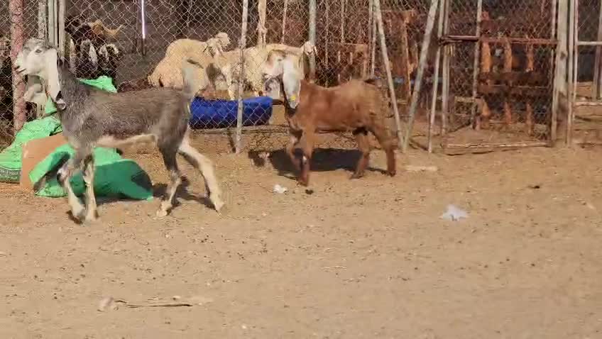 للبيع جمد عوارض فاخره - 5