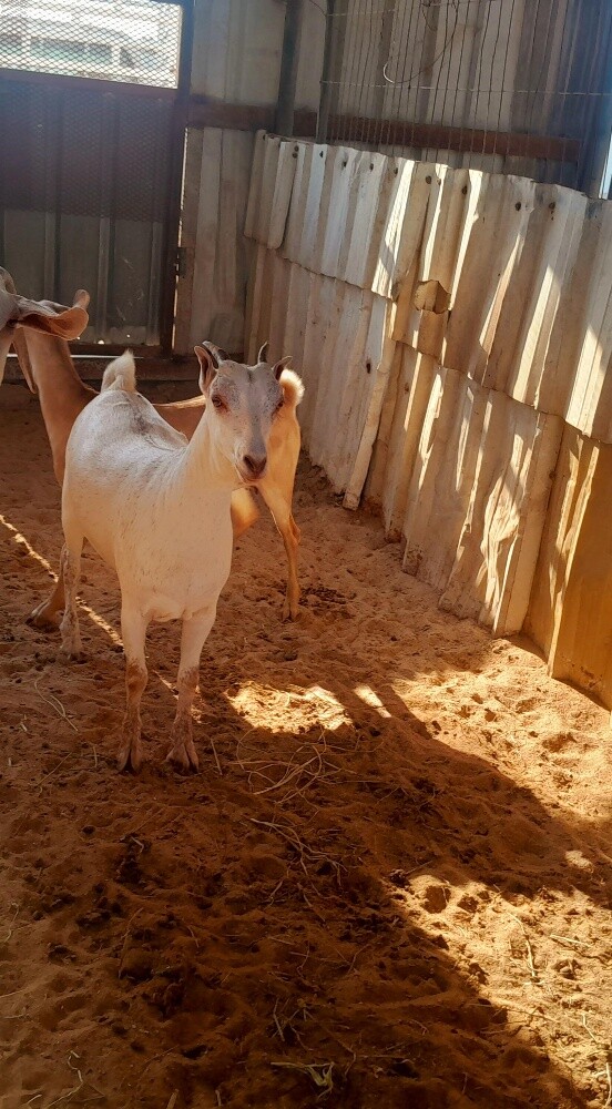 جمدات عمانيه - 4