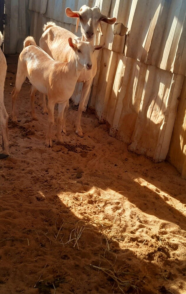 جمدات عمانيه - 5