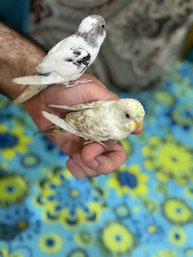 زوج بادجي اليف - 4