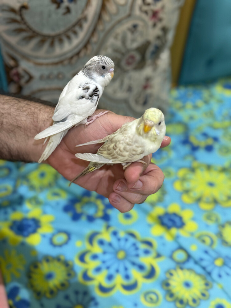 زوج بادجي اليف - 1