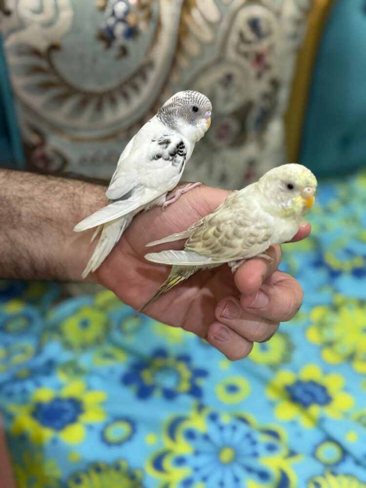 زوج بادجي اليف - 3