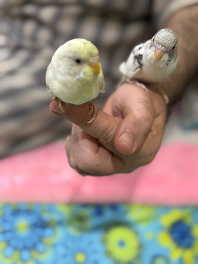 زوج بادجي اليف - 2